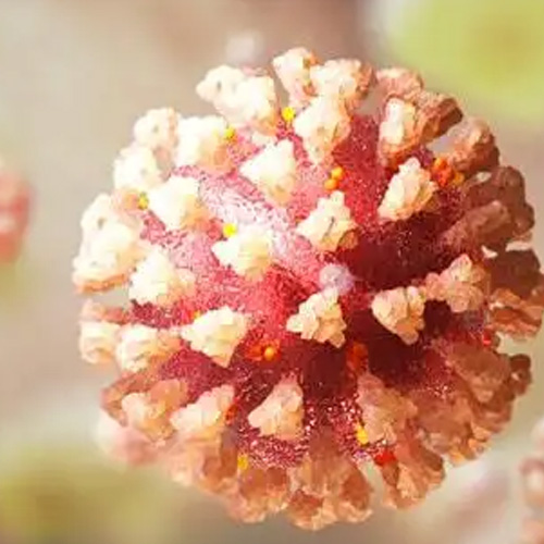 UV Lights and Lamps: Ultraviolet-C Radiation, Disinfection, and Coronavirus