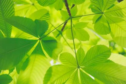 Do plants grow better under uv light?